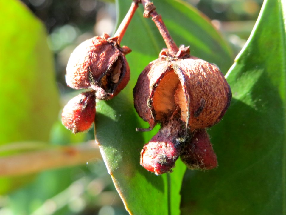20150309Euonymus_japonicus2