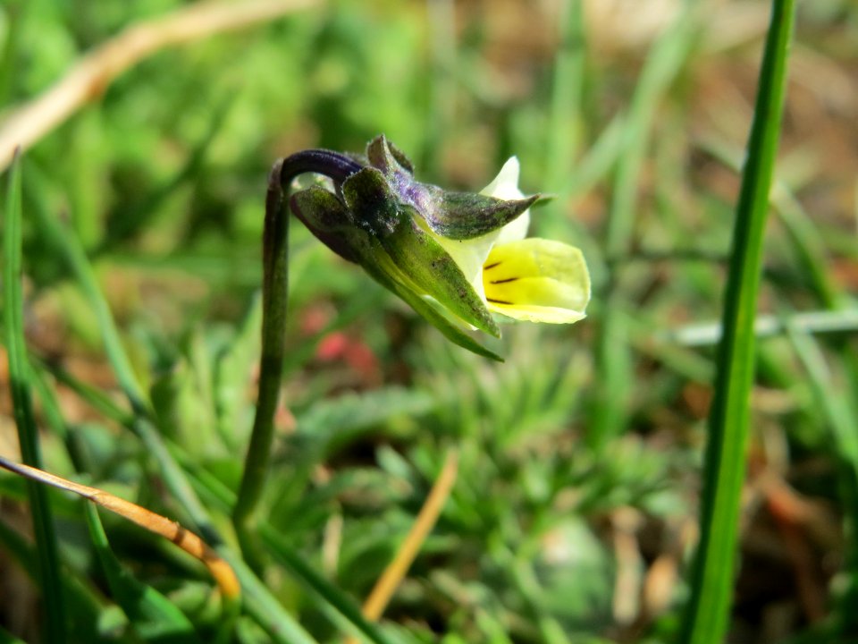 20150412Viola_arvensis2
