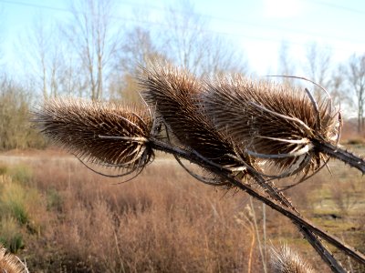 20150309Dipsacus_fullonum1