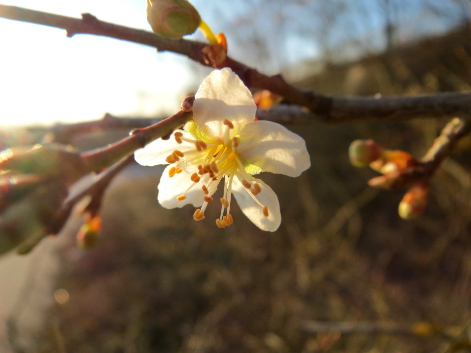 20150309Prunus_cerasifera3