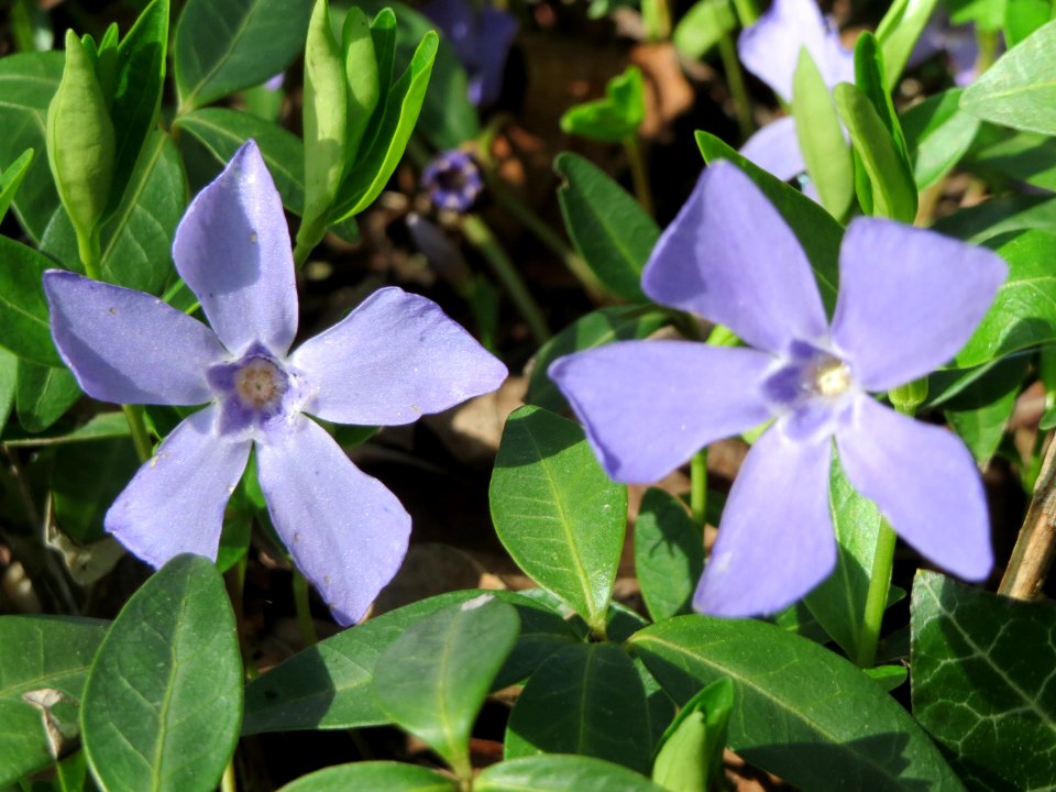 20150412Vinca_minor2