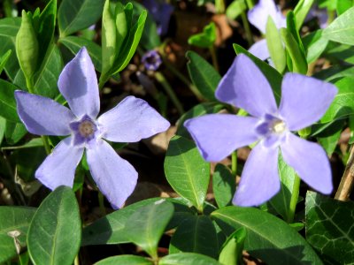 20150412Vinca_minor2