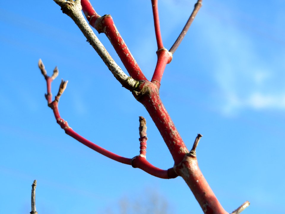20150309Cornus_sanguinea4