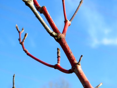 20150309Cornus_sanguinea4