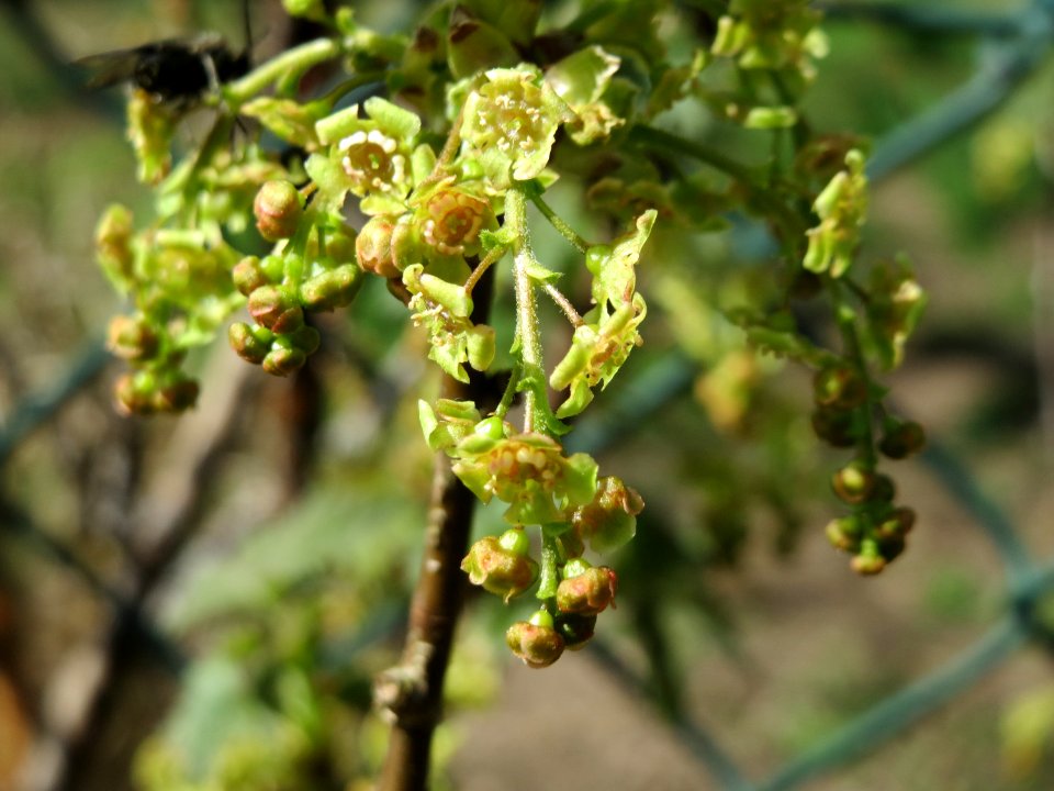 20150412Ribes_rubrum2