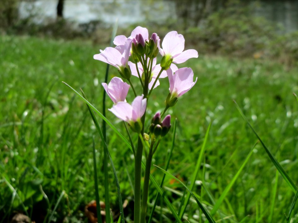 20150413Cardamine_pratensis1