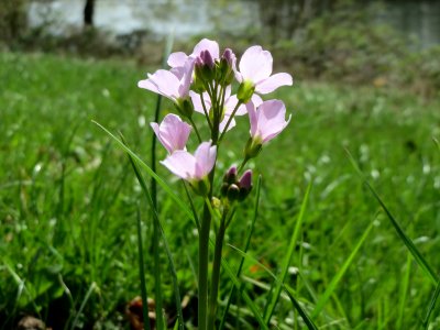 20150413Cardamine_pratensis1