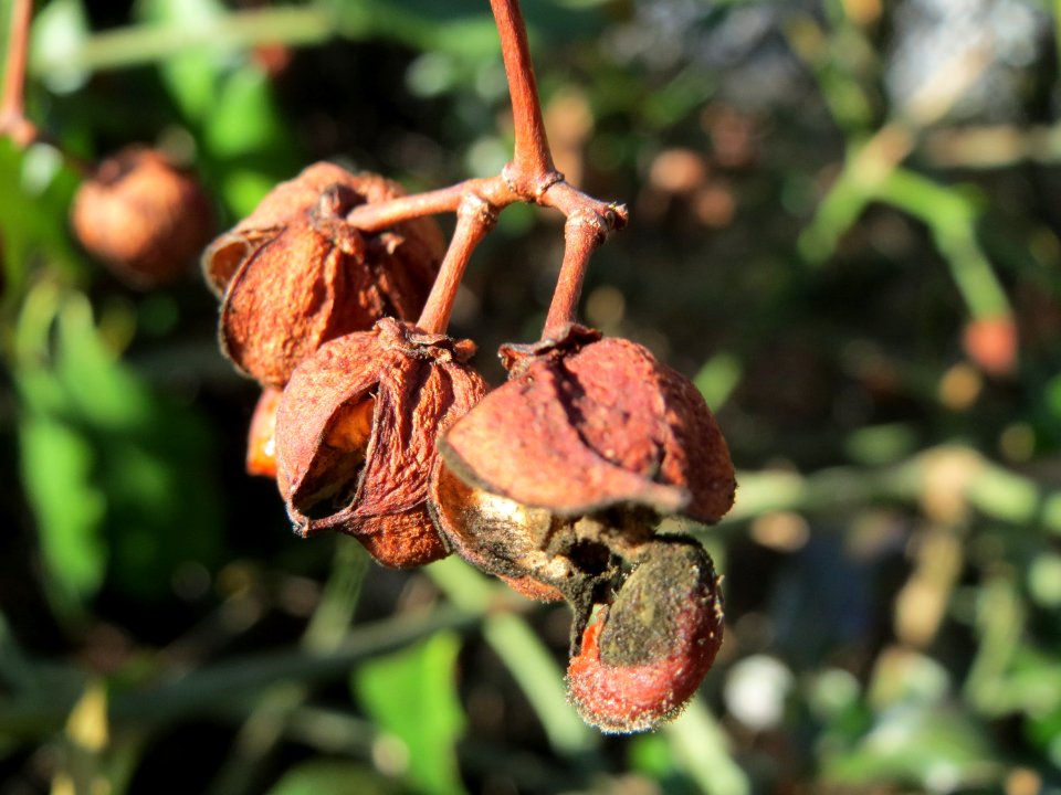 20150309Euonymus_japonicus1