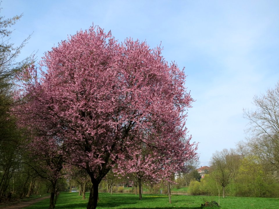 20150412Prunus_cerasifera