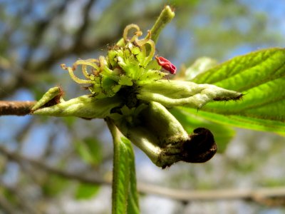 20150413Parrotia_persica1