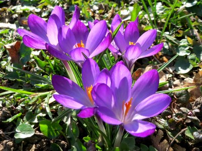 20150309Crocus_tommasinianus1