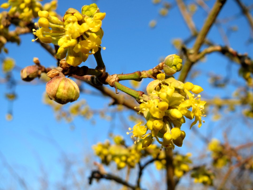 20150309Cornus_mas2