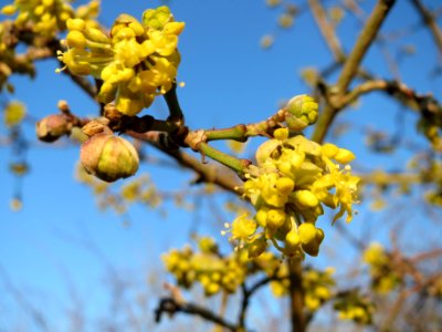 20150309Cornus_mas2