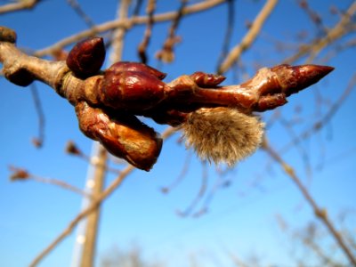 20150309Populus_tremula10