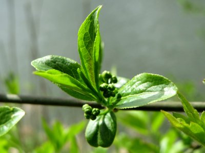 20150413Euonymus_europaeus3