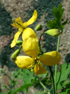 20150412Chelidonium_majus