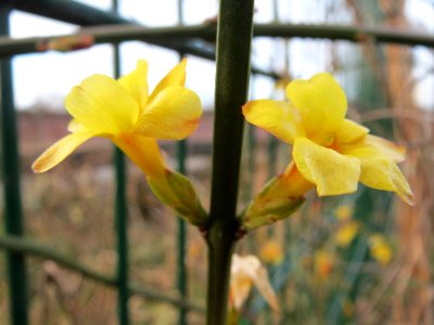 20150224Jasminum_nudiflorum3