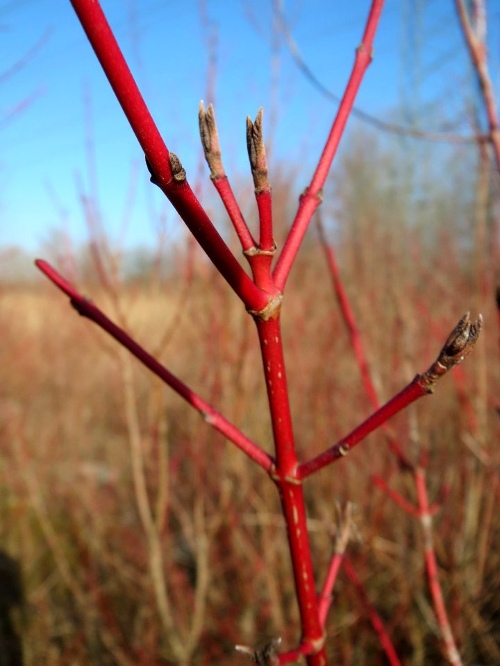 20150309Cornus_sanguinea3