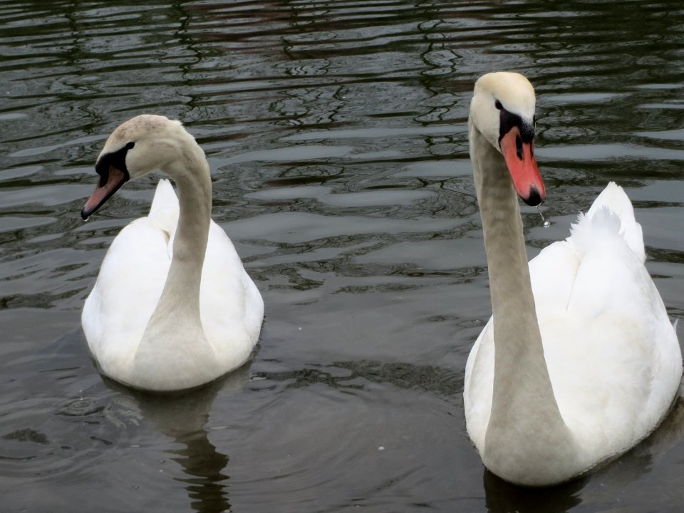 20150411Cygnus_olor4