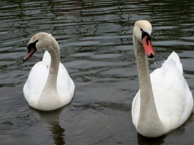 20150411Cygnus_olor4