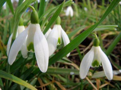 20150221Galanthus_nivalis2