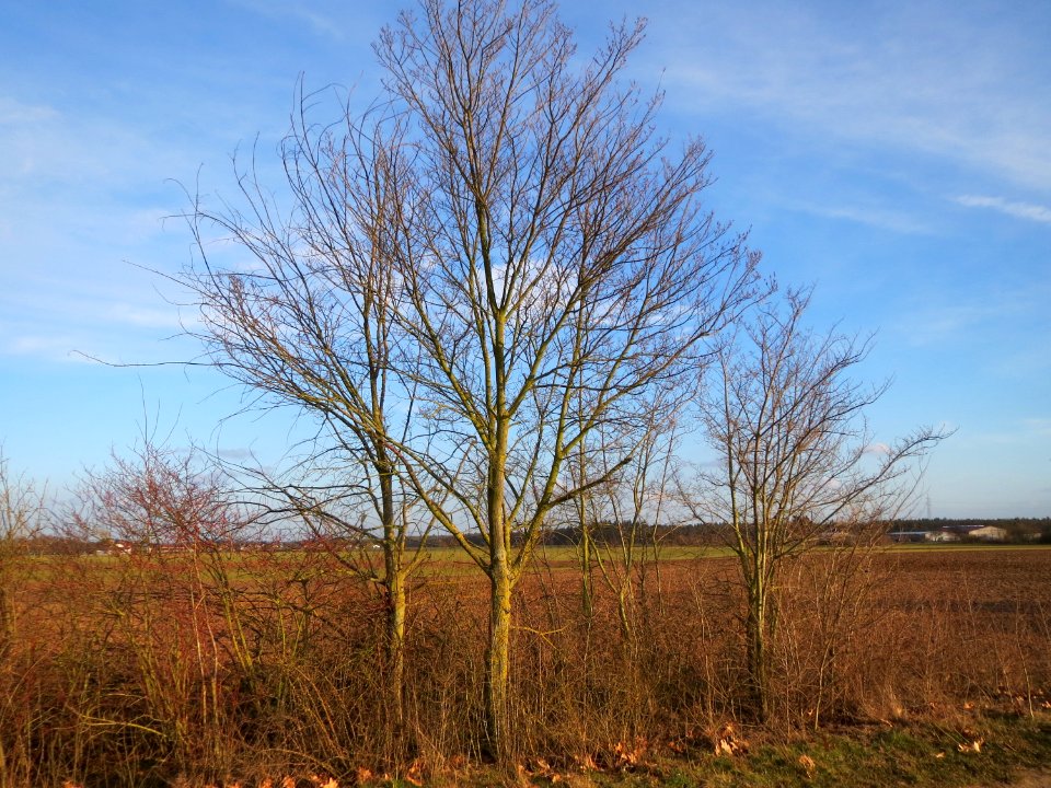 20150225Ulmus_minor1