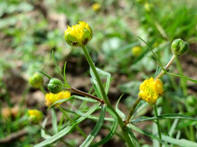 20150412Ranunculus_auricomus1