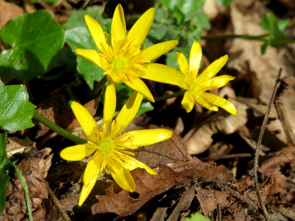 20150412Ficaria_verna2