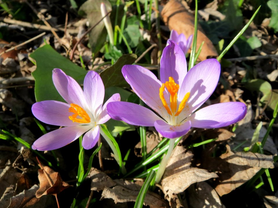 20150225Crocus_tommasinianus4