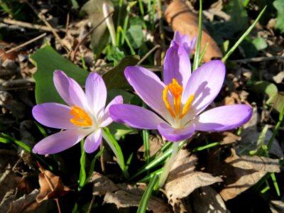20150225Crocus_tommasinianus4