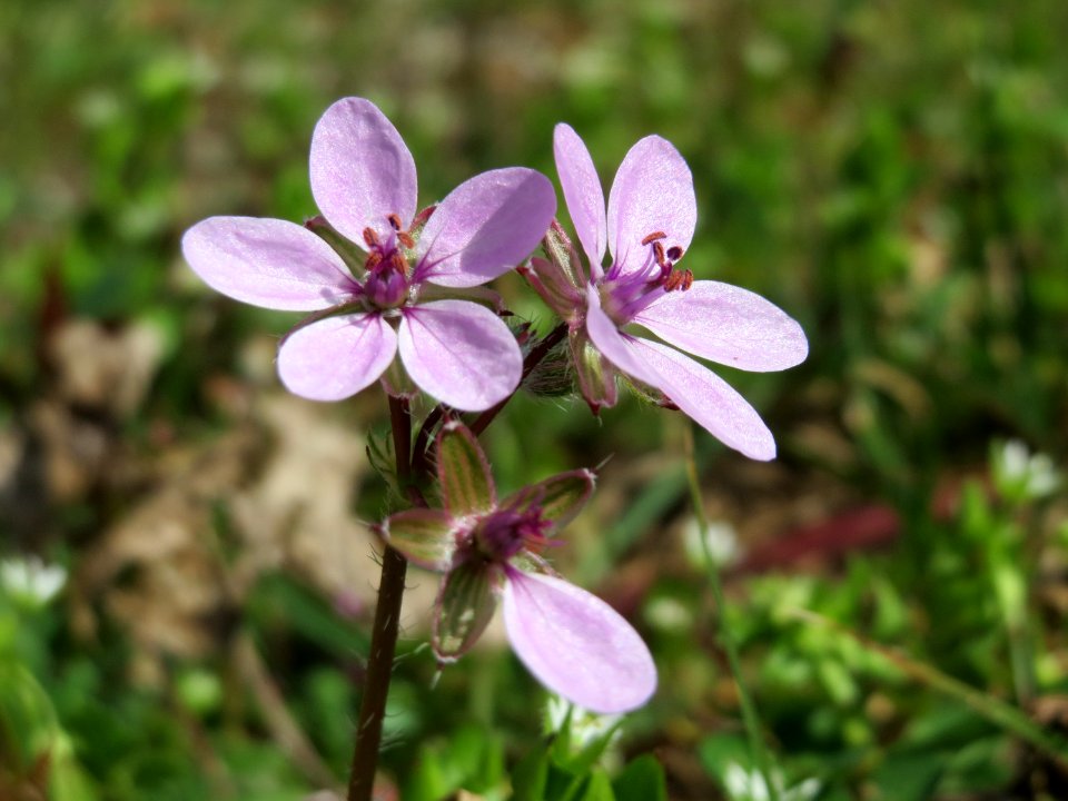 20150412Erodium_cicutarium3
