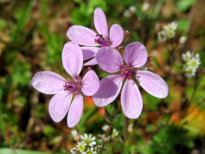 20150412Erodium_cicutarium2