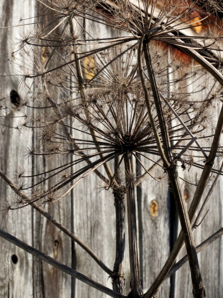 20150220Heracleum_mantegazzianum1