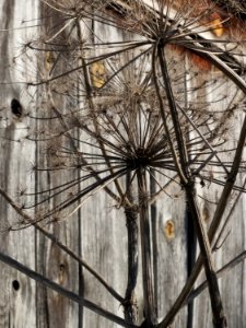 20150220Heracleum_mantegazzianum1