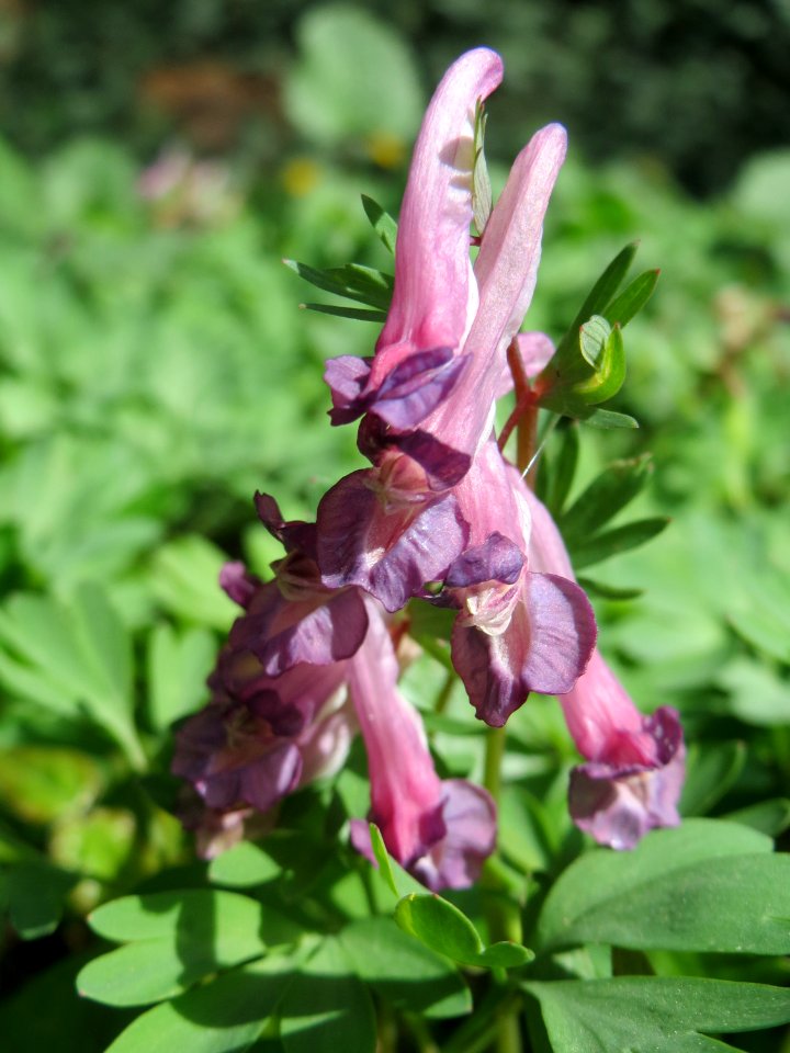 20150412Corydalis_solida4