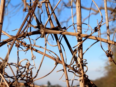 20150220Clematis_vitalba3