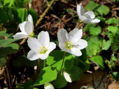 20150412Oxalis_acetosella2