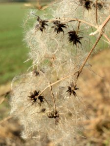20150220Clematis_vitalba2