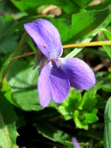20150410Viola_odorata3