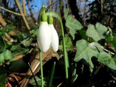 20150220Galanthus_nivalis3