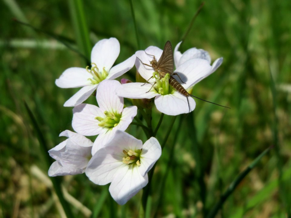 20150420Cardamine_pratensis1