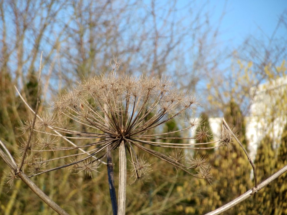 20150220Heracleum_mantegazzianum4