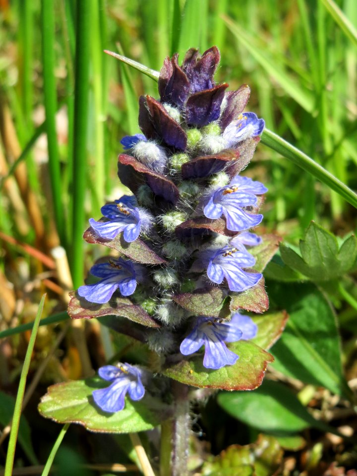 20150420Ajuga_reptans3