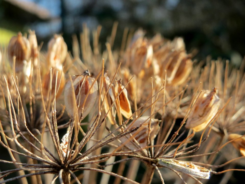 20150220Heracleum_mantegazzianum7