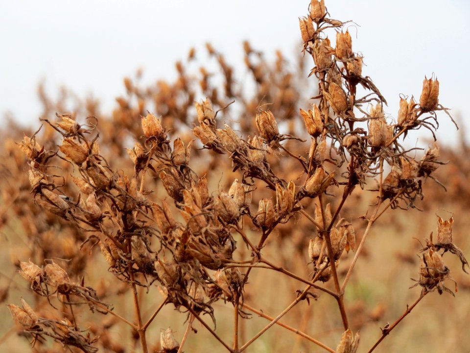 20150313Hypericum_perforatum1