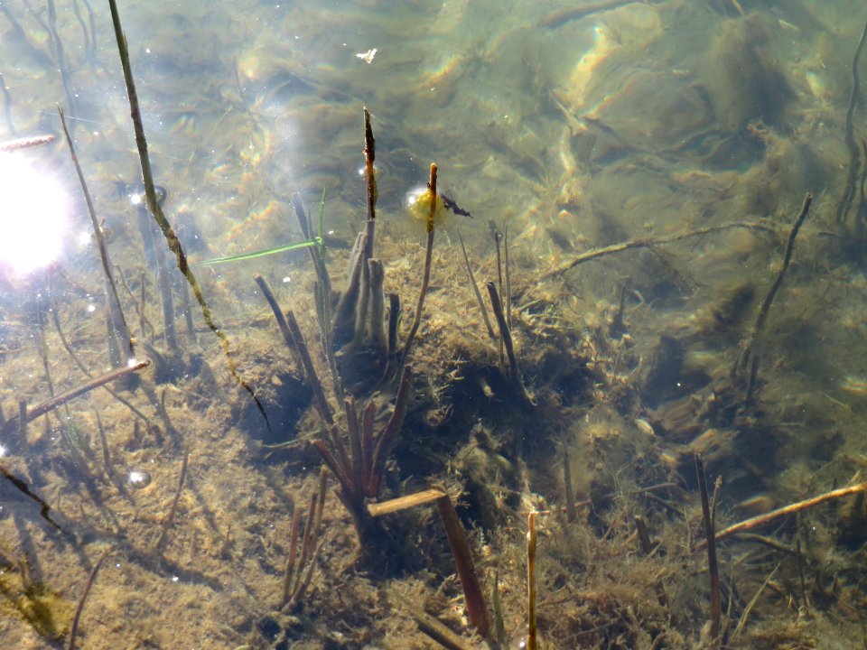 20150419Erlichsee3