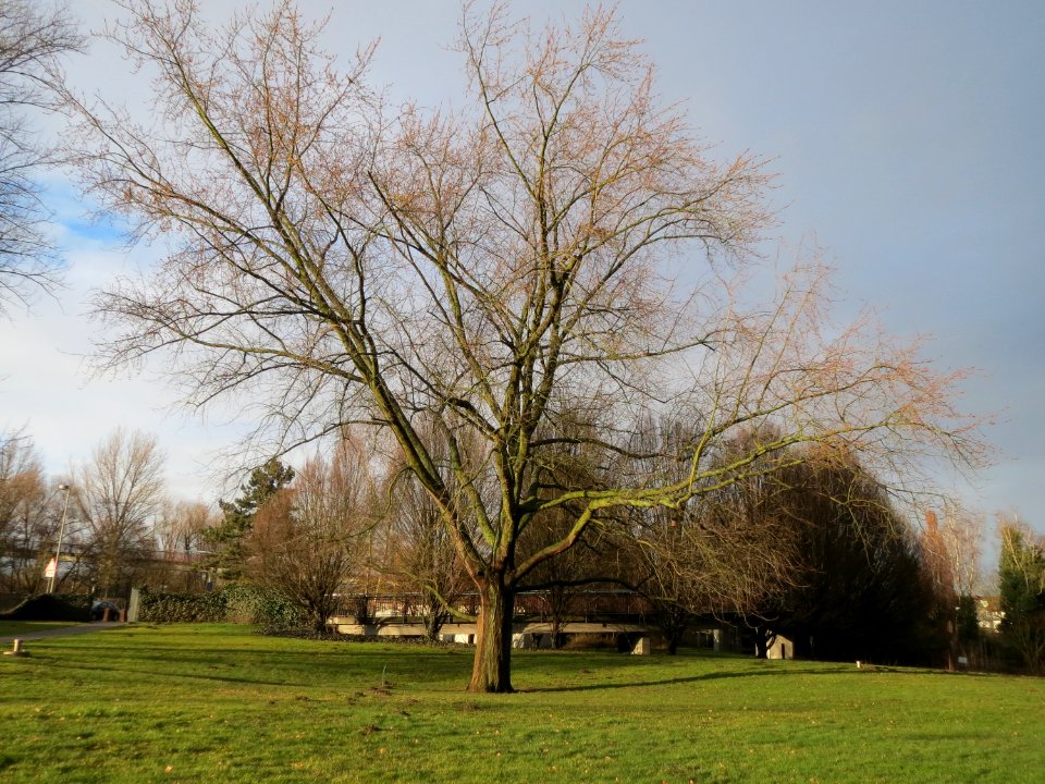 20150223Acer_saccharinum