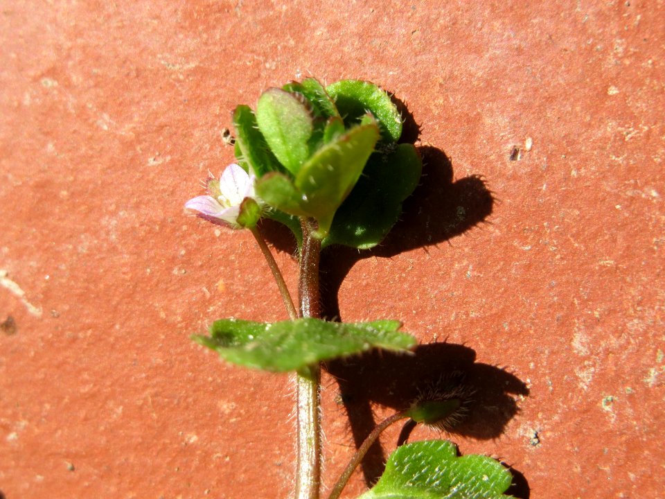 20150410Veronica_hederifolia3