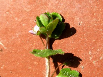 20150410Veronica_hederifolia3