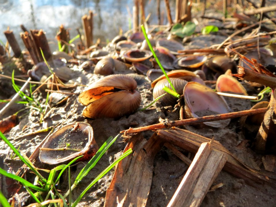 20150223Corbicula_fluminea2
